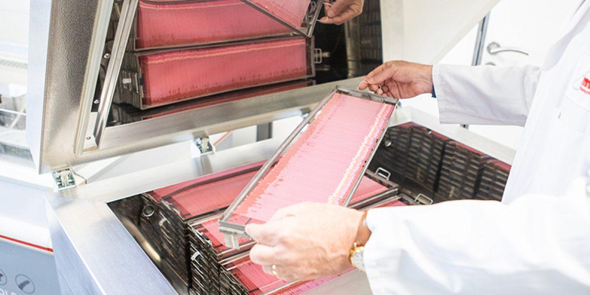 Freezing semen: a solution to preserve swine genetic value