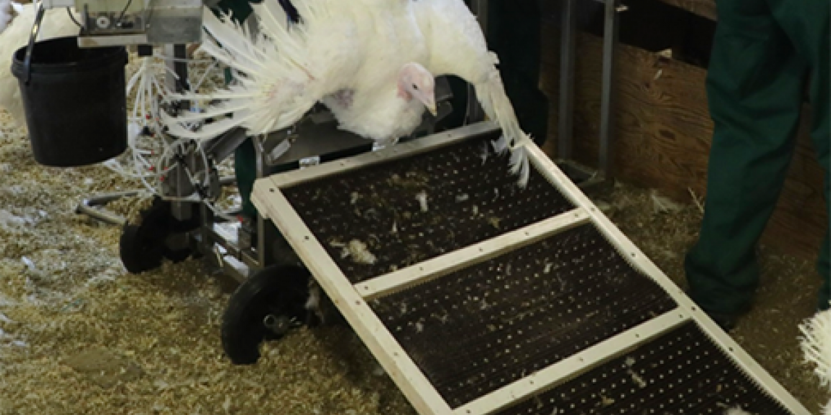 Gallicomfort: Turkey Insemination bench