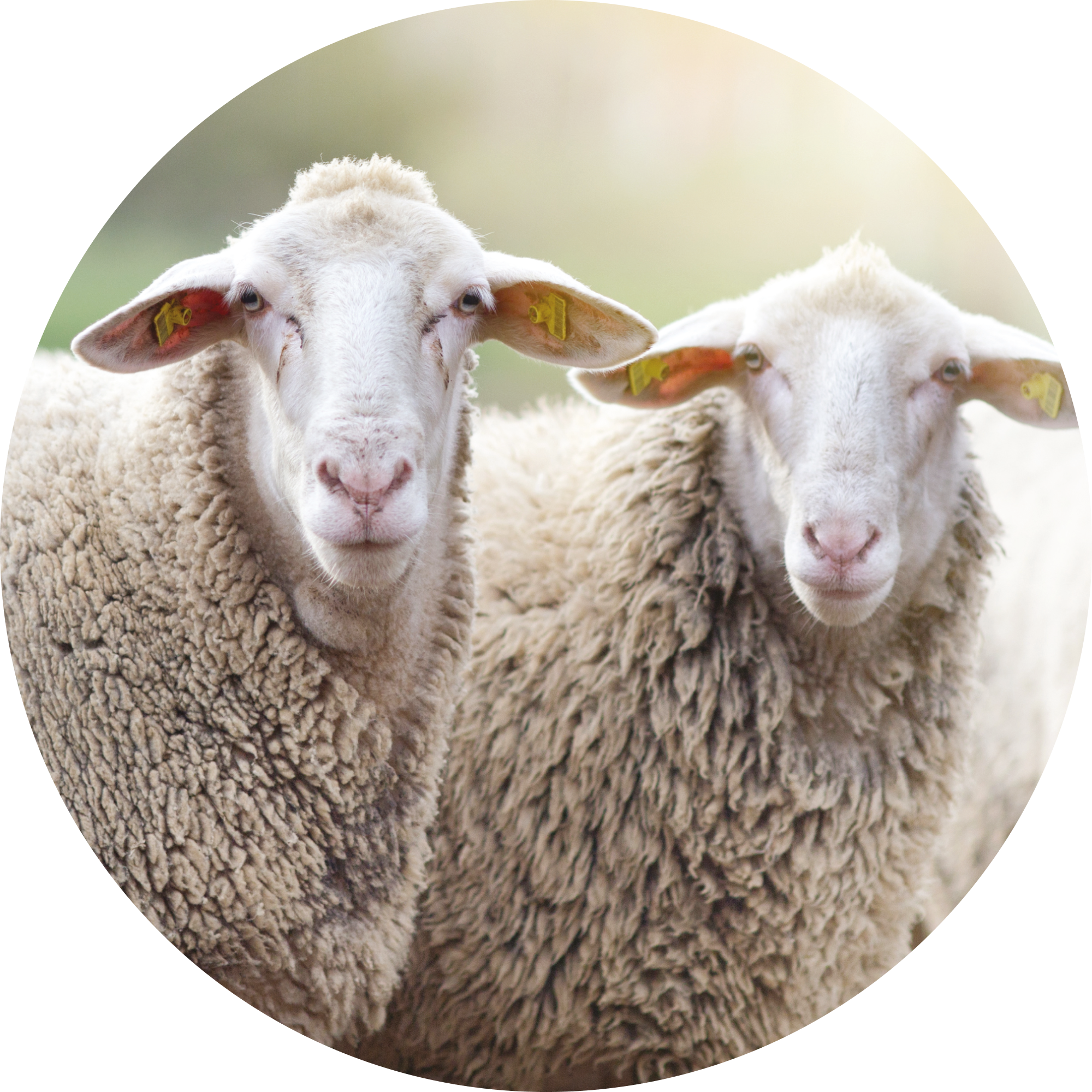 Small ruminants reproduction training - 2 days on site - Reference 024107