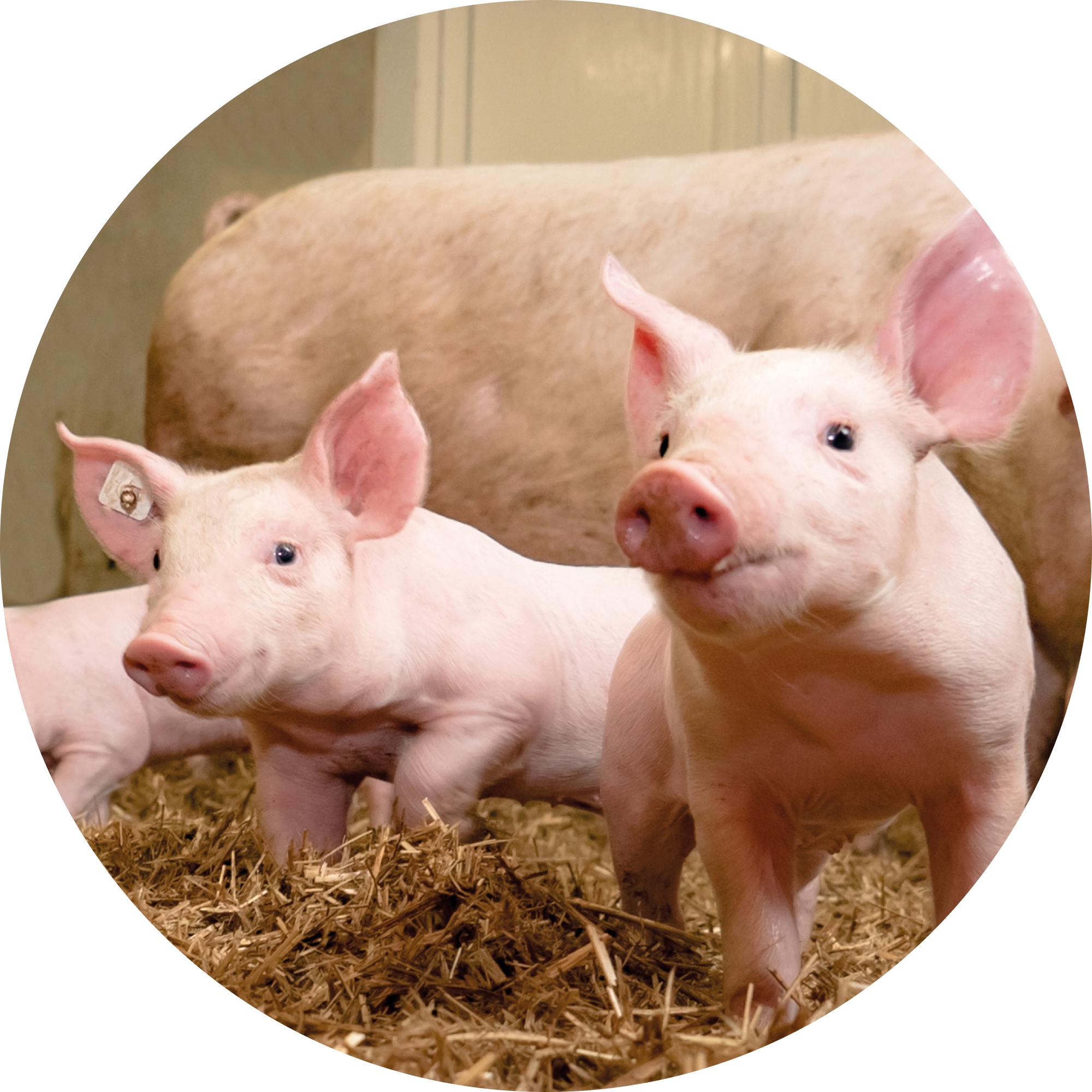 Swine semen freezing training - 3 days on site - Reference 024812