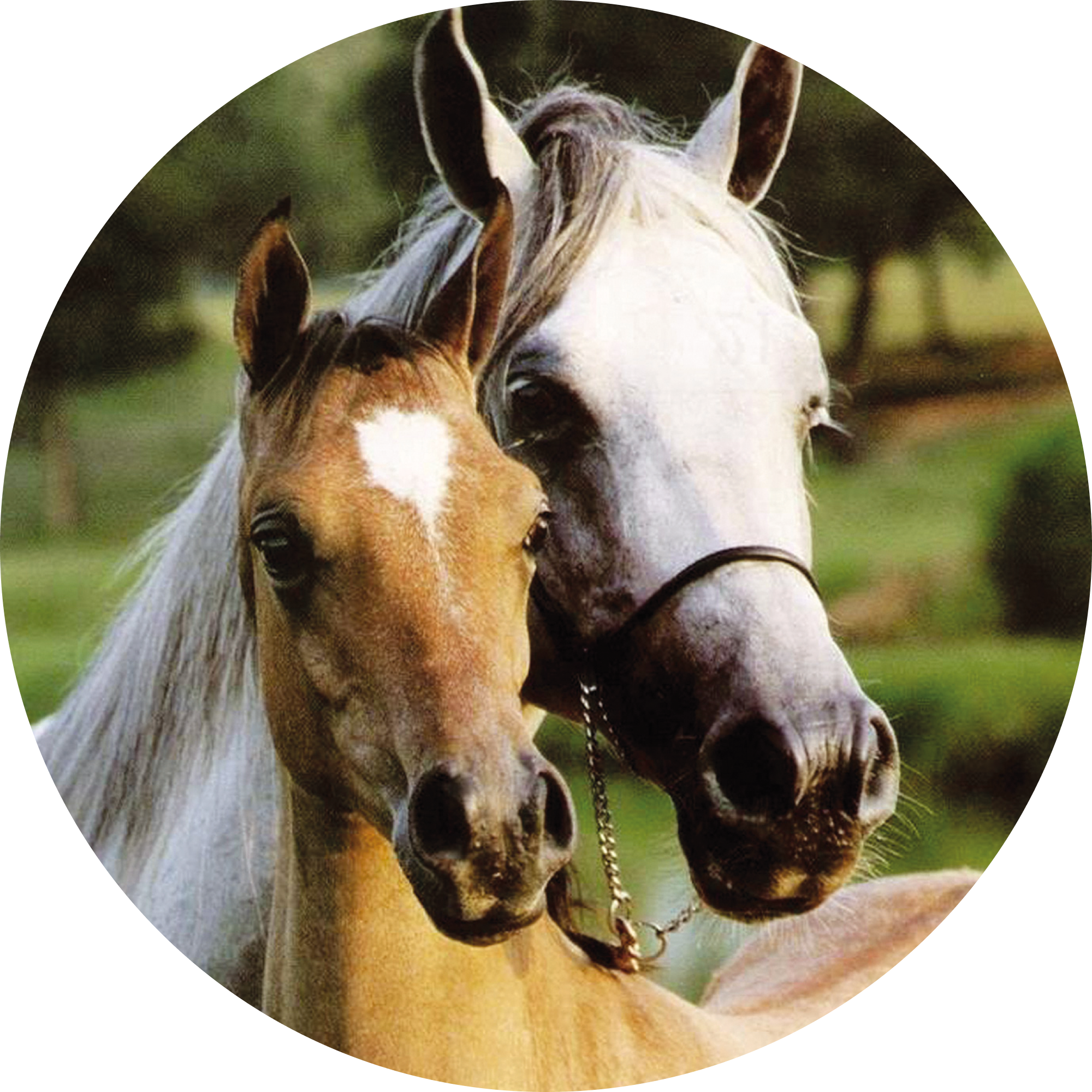 Equine semen processing training - 3 days on site - Reference 023880
