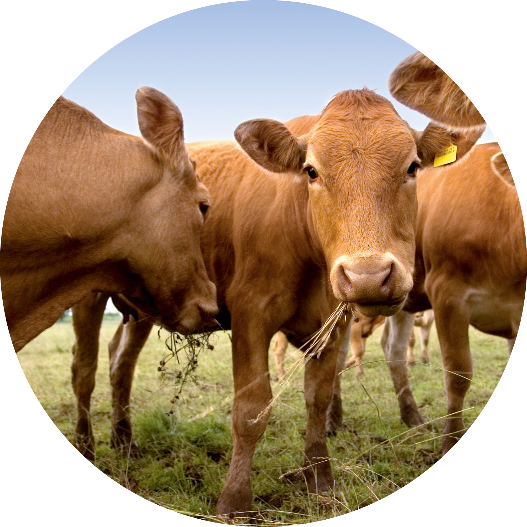 Bovine semen processing training - 3 days on site - Reference 024101